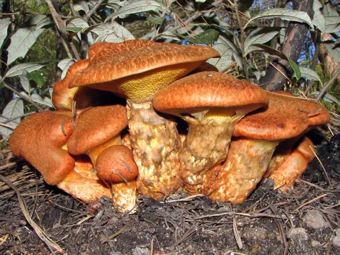 Douglasien-Röhrling (Suillus lakei)