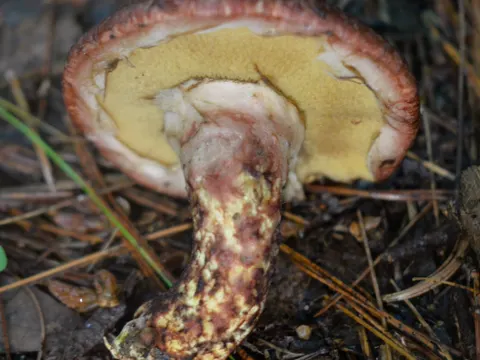 Larch Suillus