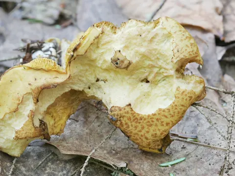 Goldgelber Schmierling (Suillus subaureus)