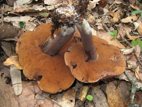 Lilac-brown Bolete (Sutorius eximius)