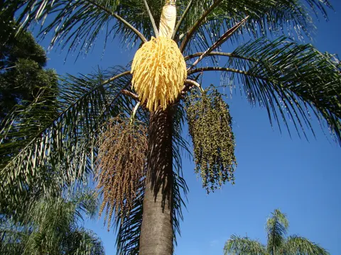 Königspalme