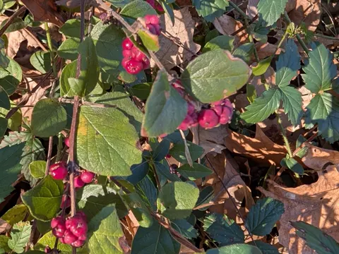 Coralberry