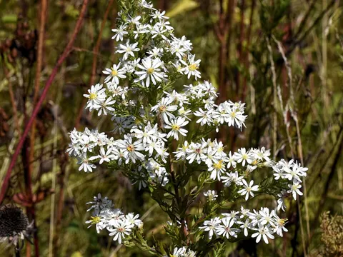 Myrten-Aster (Symphyotrichum ericoides)