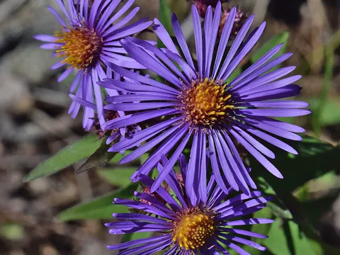 New England Aster