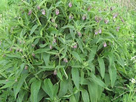 Rauer Beinwell (Symphytum uplandicum)