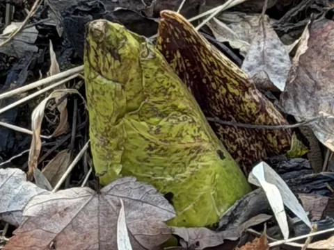 Skunk Cabbage