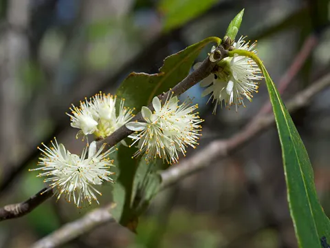 Färber-Symplokie (Symplocos tinctoria)