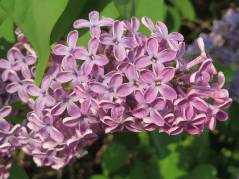Gewöhnlicher Flieder (Syringa vulgaris)