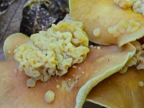 Syzygospora mycetophila (Syzygospora mycetophila)