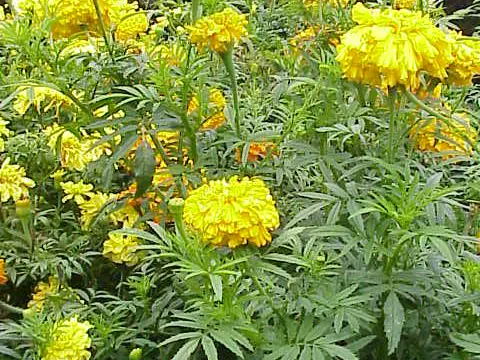 Aufrechte Studentenblume (Tagetes erecta)