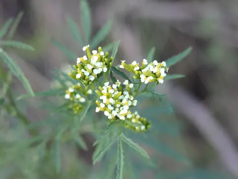 Mexikanische Studentenblume (Tagetes minuta)