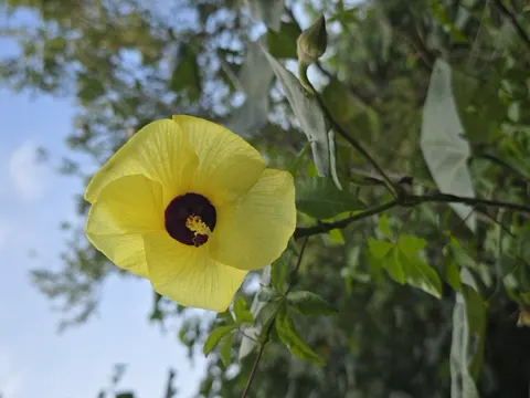 Beach Hibiscus