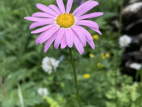 Bunte Margerite