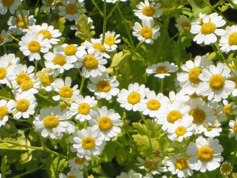 Mutterkraut (Tanacetum parthenium)