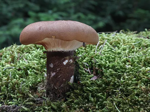 Samtfuß-Krempling (Tapinella atrotomentosa)