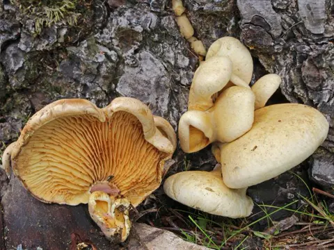 Tapinella panuoides (Tapinella panuoides)