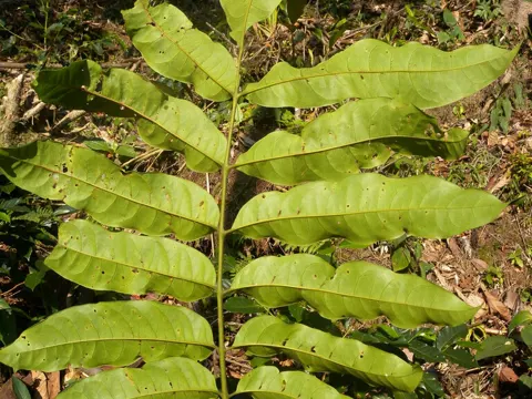 Simarouba