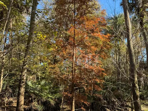Bald Cypress