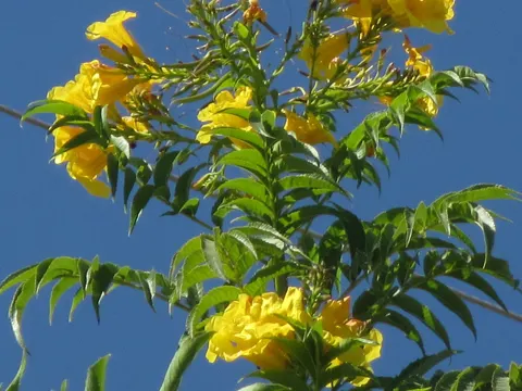 Trumpetbush (Tecoma stans)