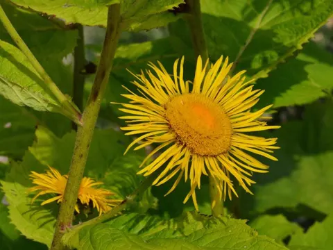 Große Telekie (Telekia speciosa)