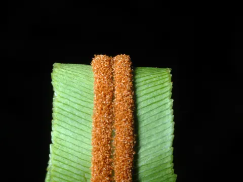 Swamp Fern