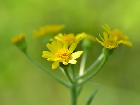 Field Fleawort