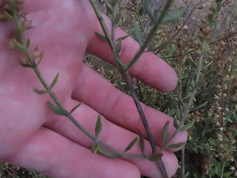 Two-coloured Germander