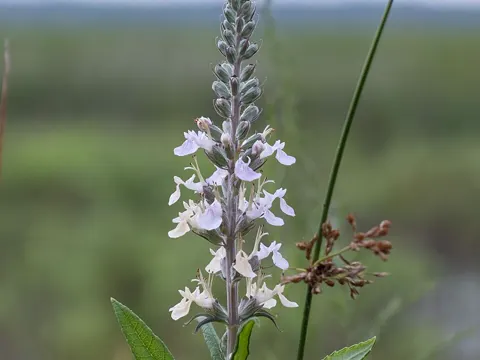 Canada Germander