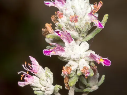 Capitellate Germander (Teucrium capitatum)