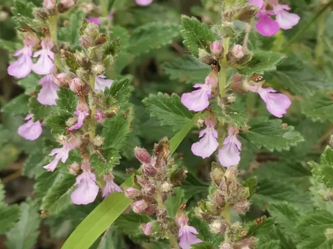 Edel-Gamander (Teucrium chamaedrys)