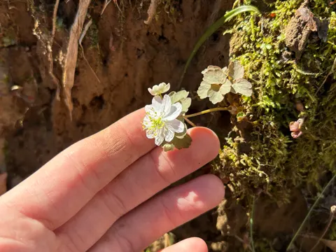 Rue Anemone