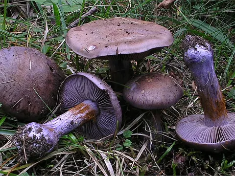 Purpurfleckender Klumpfuß (Thaxterogaster purpurascens)