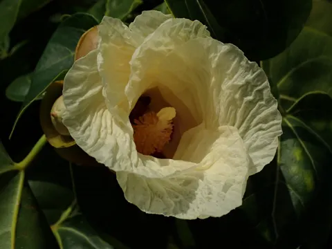 Portia-Baum
