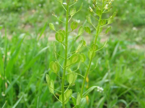 Field Pennycress