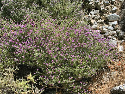 Kopfiger Thymian