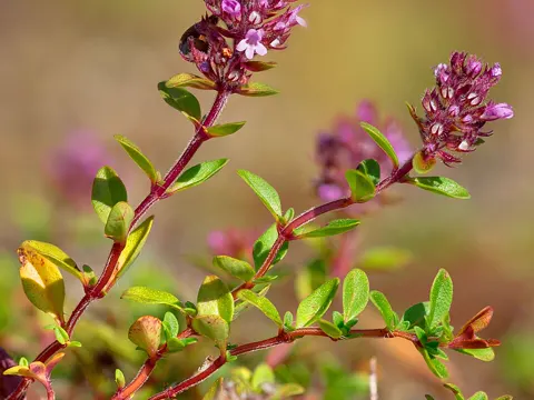 Broad-leaved Thyme