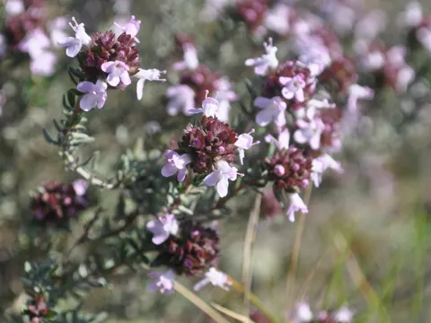 Echter Thymian (Thymus vulgaris)