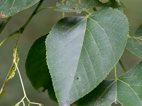 American Linden