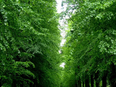 Holländische Linde (Tilia × europaea)