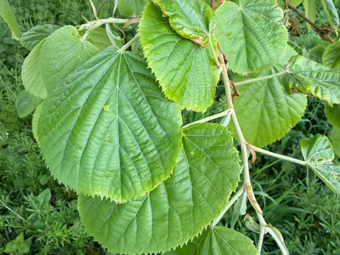 Silber-Linde (Tilia tomentosa)