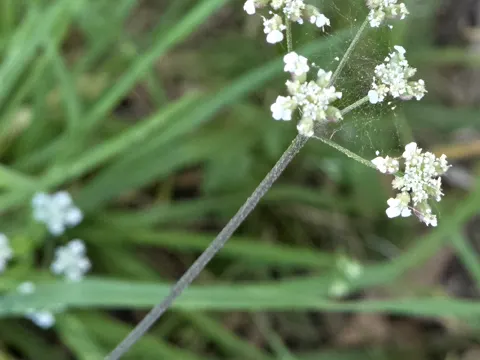 Spreading Hedgeparsley