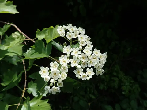 Torminalis glaberrima (Torminalis glaberrima)