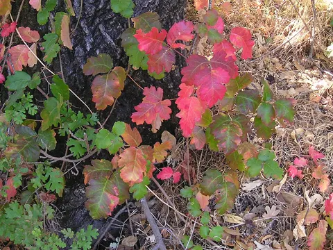 Gifteiche (Toxicodendron diversilobum)