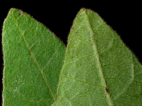 Behaarter Gift-Sumach (Toxicodendron pubescens)