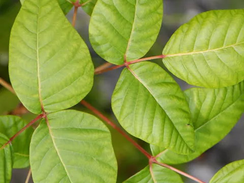 Giftefeu (Toxicodendron radicans)