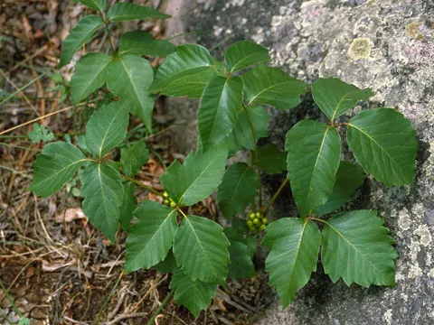 Giftefeu (Toxicodendron rydbergii)
