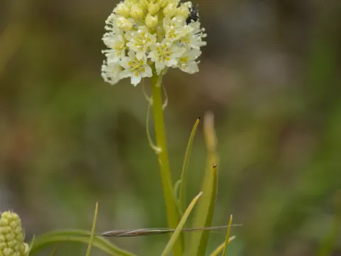 Toxicoscordion venenosum (Toxicoscordion venenosum)