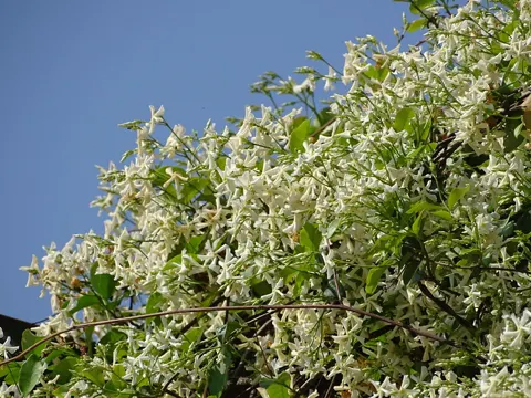 Chinesischer Sternjasmin