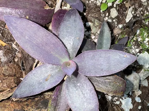 Purpurherz (Tradescantia pallida)