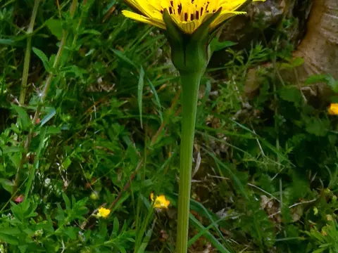 Meadow Salsify